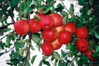 drzewa owocowe i sadzonki jabłoni, wiśni, gruszy, czereśni, śliwy, maliny, borówki